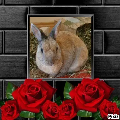 Condolence image of Tanja mit Timmy im Herzen 