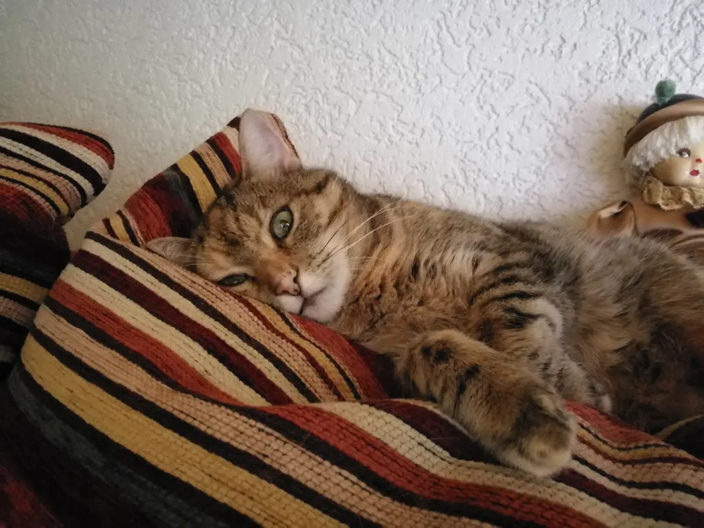 Condolence image of Daniela für Bunny ♥️