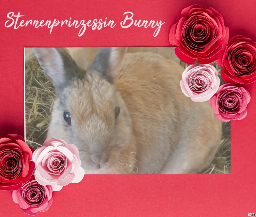 Condolence image of Tanja mit Timmy im Herzen