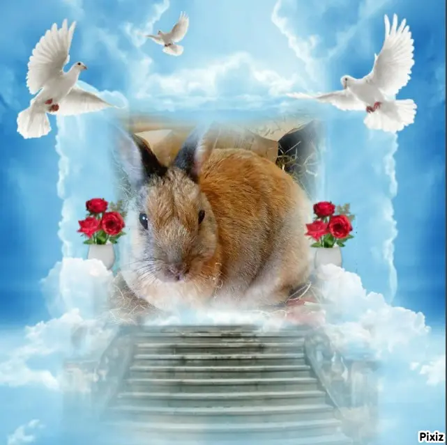 Condolence image of Tanja mit Timmy im Herzen