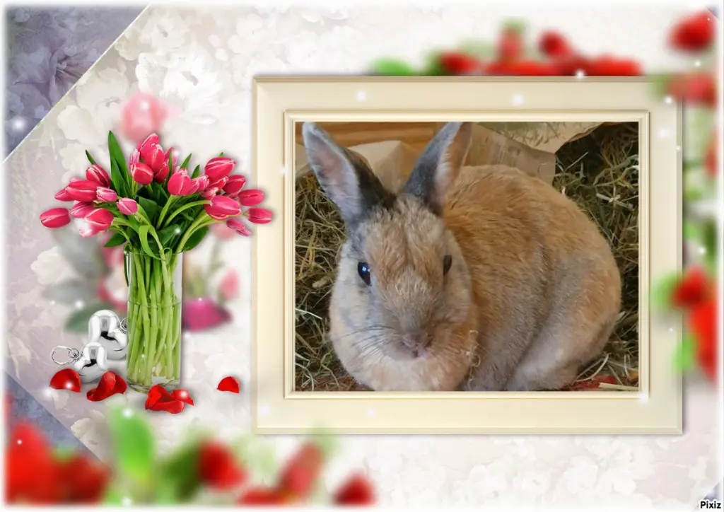 Condolence image of Tanja mit Timmy im Herzen