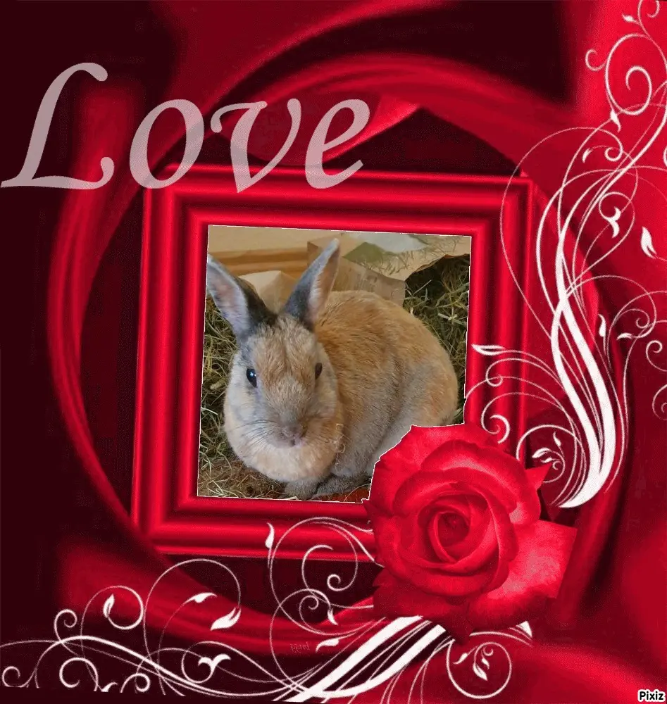 Condolence image of Tanja mit Timmy im Herzen