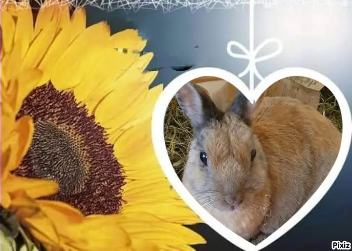 Condolence image of Tanja mit Timmy im Herzen