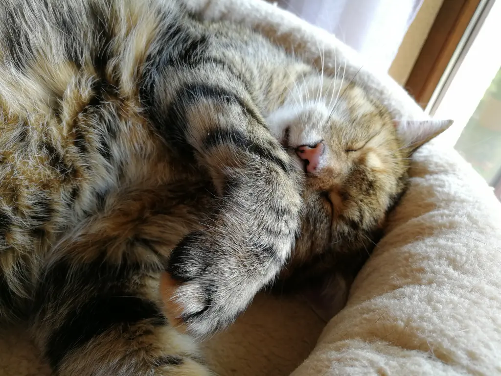 Condolence image of Daniela für Engelchen Bunny ♥️