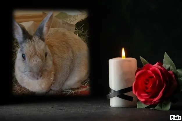 Condolence image of Tanja mit Timmy im Herzen