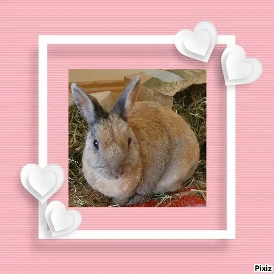 Condolence image of Tanja mit Timmy im Herzen 