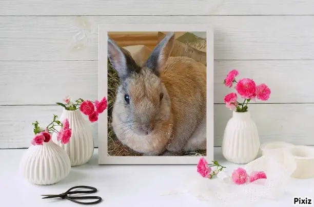 Condolence image of Tanja mit Timmy im Herzen 