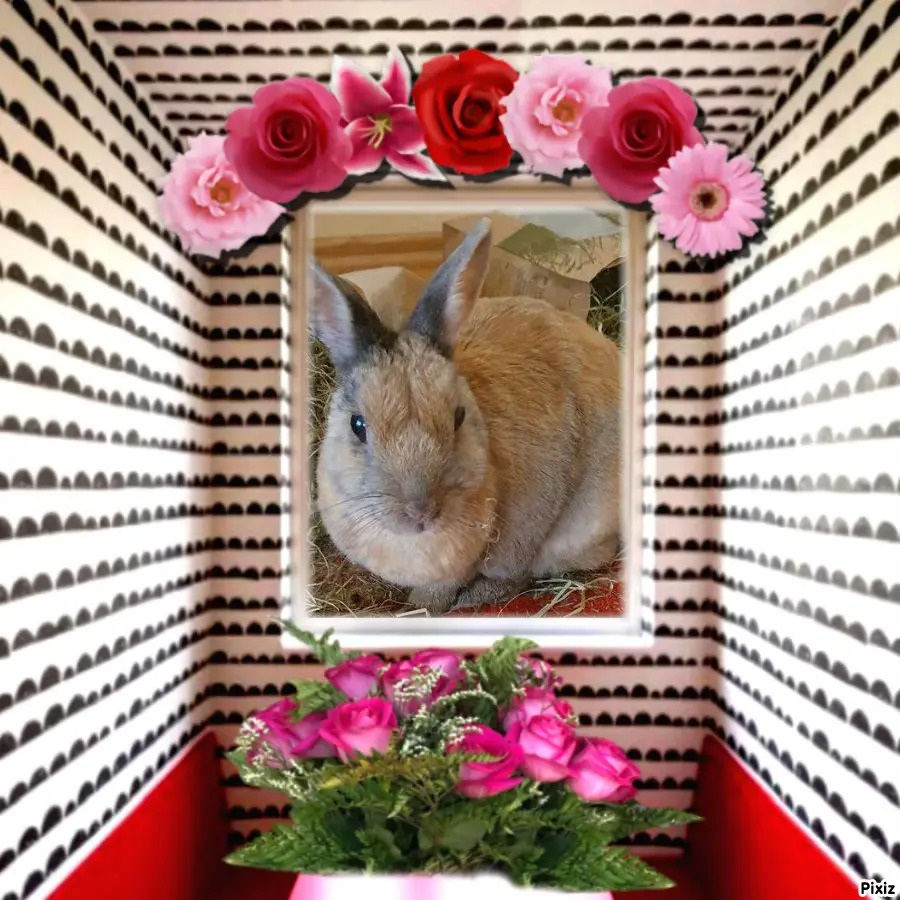 Condolence image of Tanja mit Timmy im Herzen 