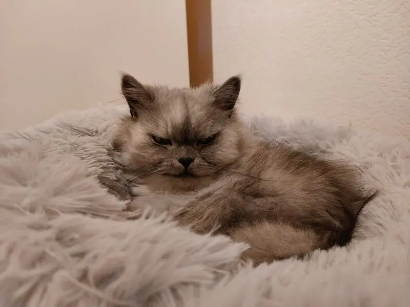 Condolence image of Leonie für Engelchen Bunny ♥️