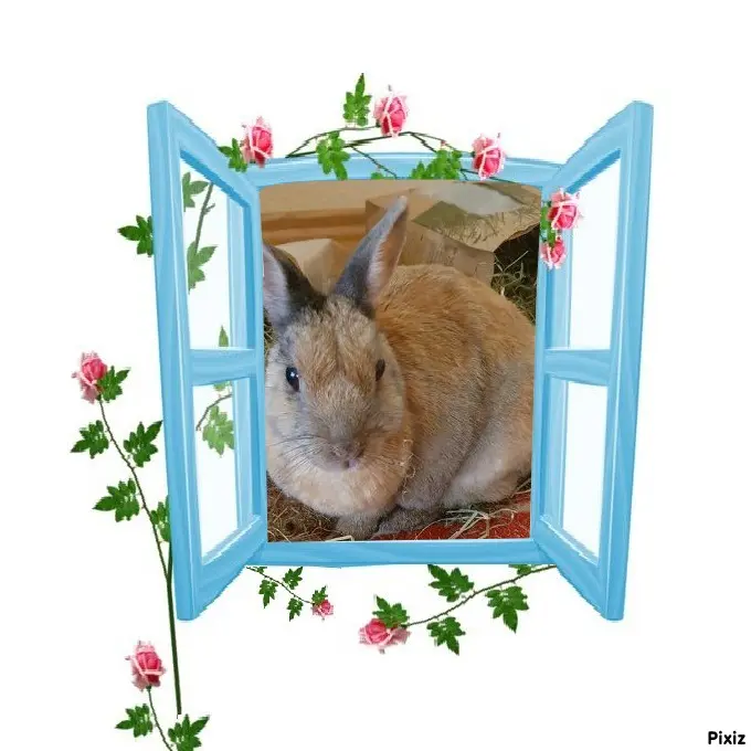 Condolence image of Tanja mit Timmy im Herzen