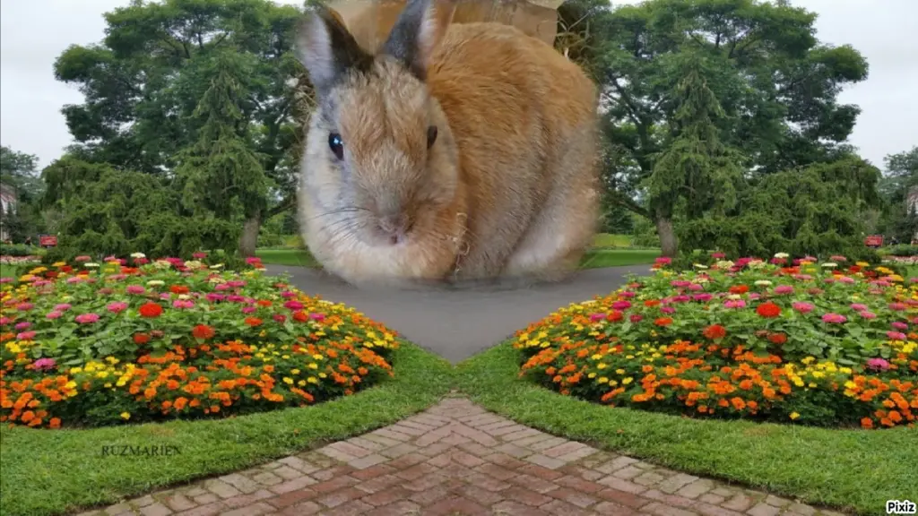 Condolence image of Tanja mit Timmy im Herzen