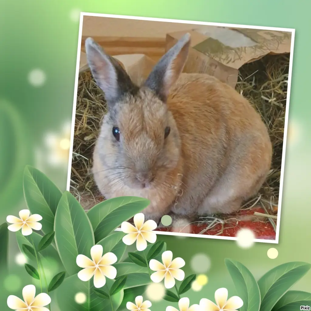 Condolence image of Tanja mit Timmy im Herzen