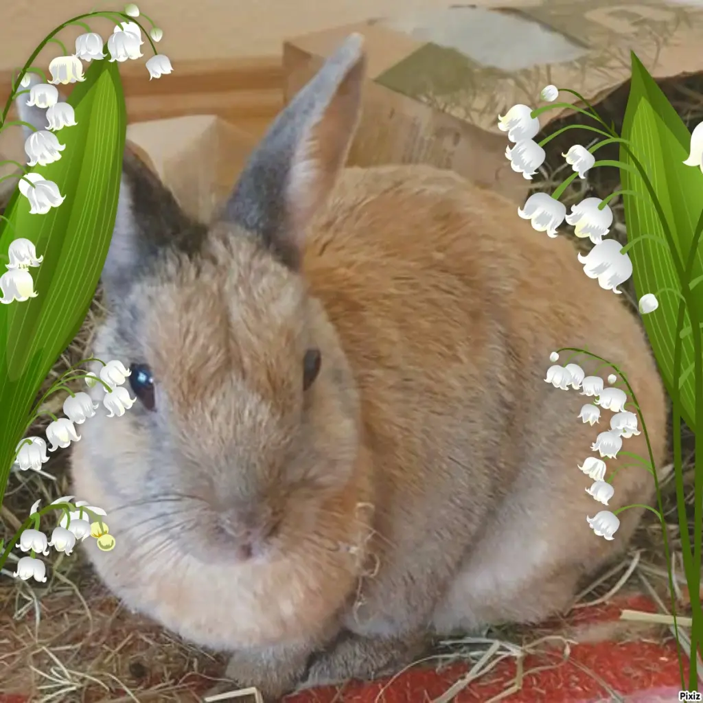 Condolence image of Tanja mit Timmy im Herzen
