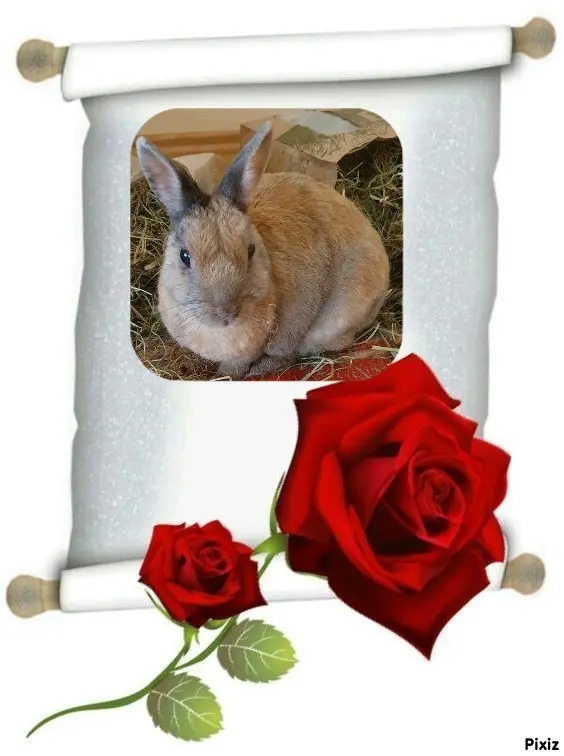 Condolence image of Tanja mit Timmy im Herzen
