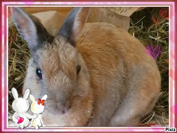 Condolence image of Tanja mit Timmy im Herzen