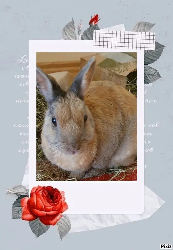 Condolence image of Tanja mit Timmy im Herzen 