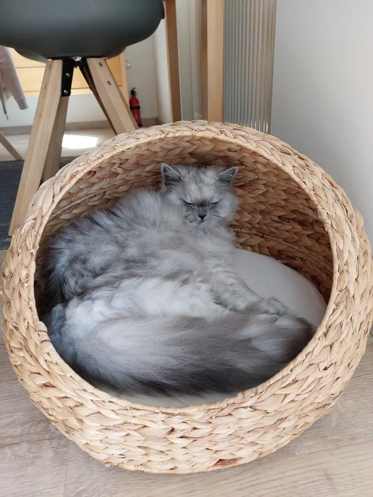Condolence image of Daniela für Bunny ♥️