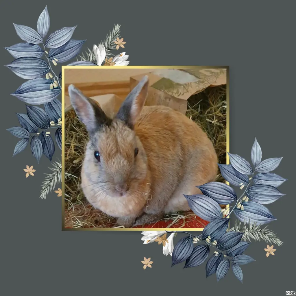 Condolence image of Tanja mit Timmy im Herzen