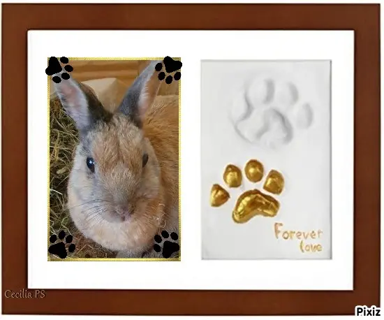 Condolence image of Tanja mit Timmy im Herzen