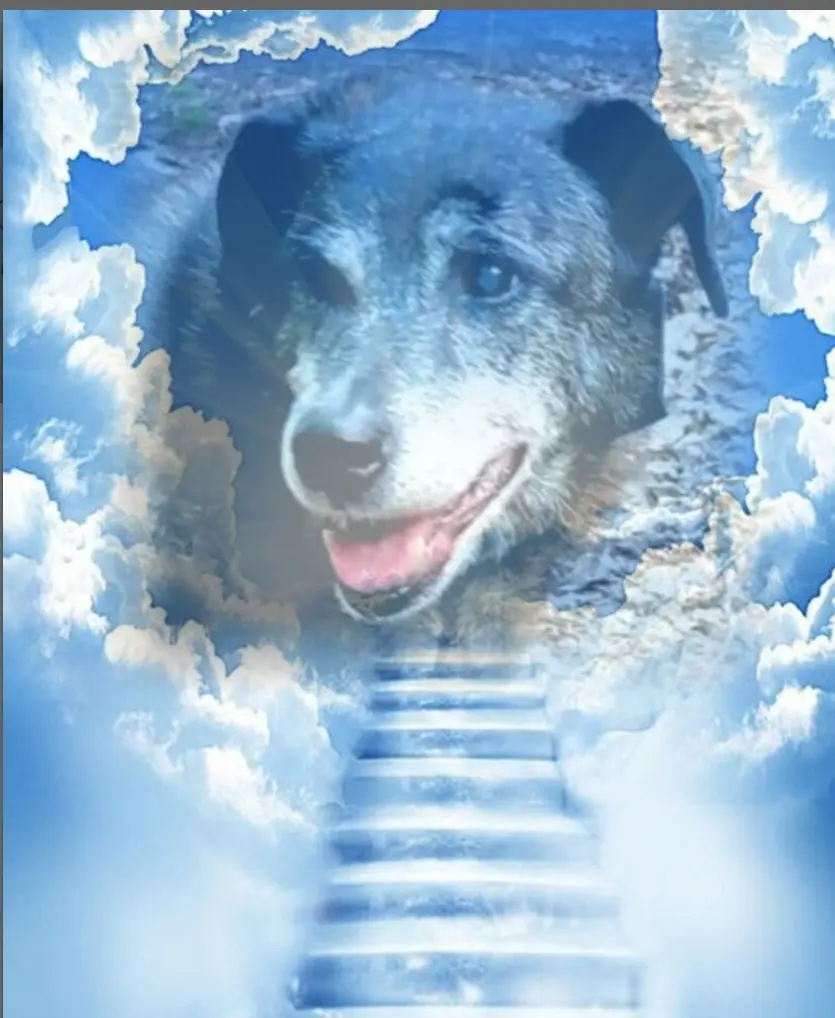 Condolence image of Gabi mit Max ❣️