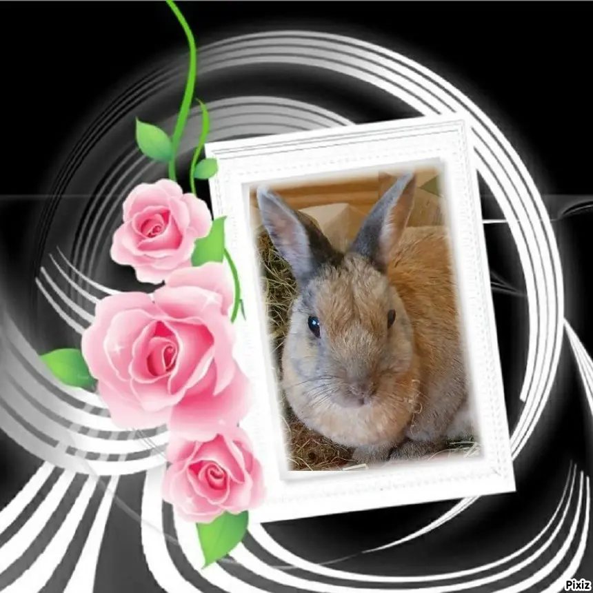 Condolence image of Tanja mit Timmy im Herzen
