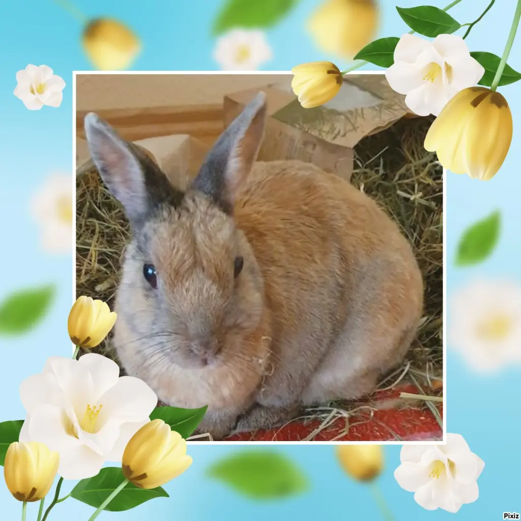 Condolence image of Tanja mit Timmy im Herzen