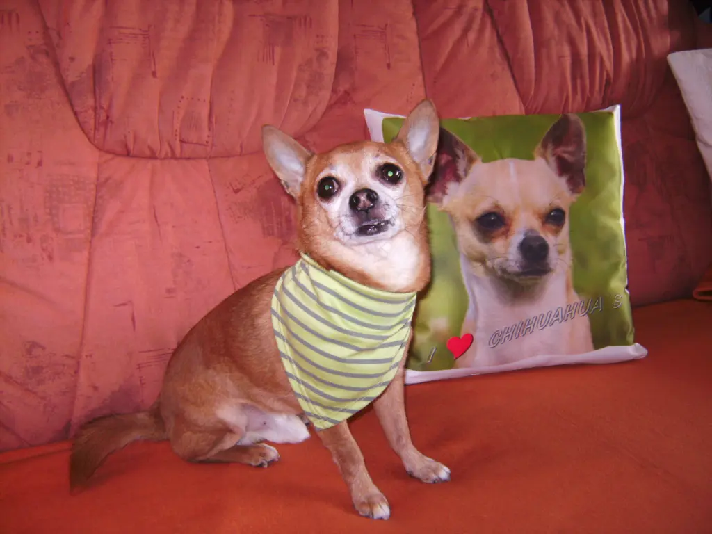 Condolence image of Irene mit Seelenhund * Jimmy * ganz tief im Herzen