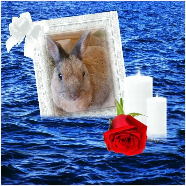 Condolence image of Pflingsten❤️❤️❤️Rosen❤️❤️❤️❤️❤️❤️❤️