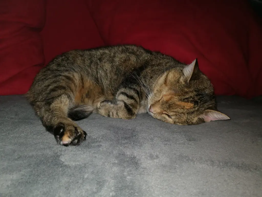 Condolence image of Pauline für ihre Freundin Bunny ❤️