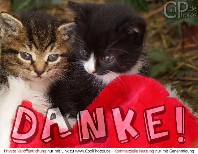 Condolence image of Katrin mit Katzi im ❤️