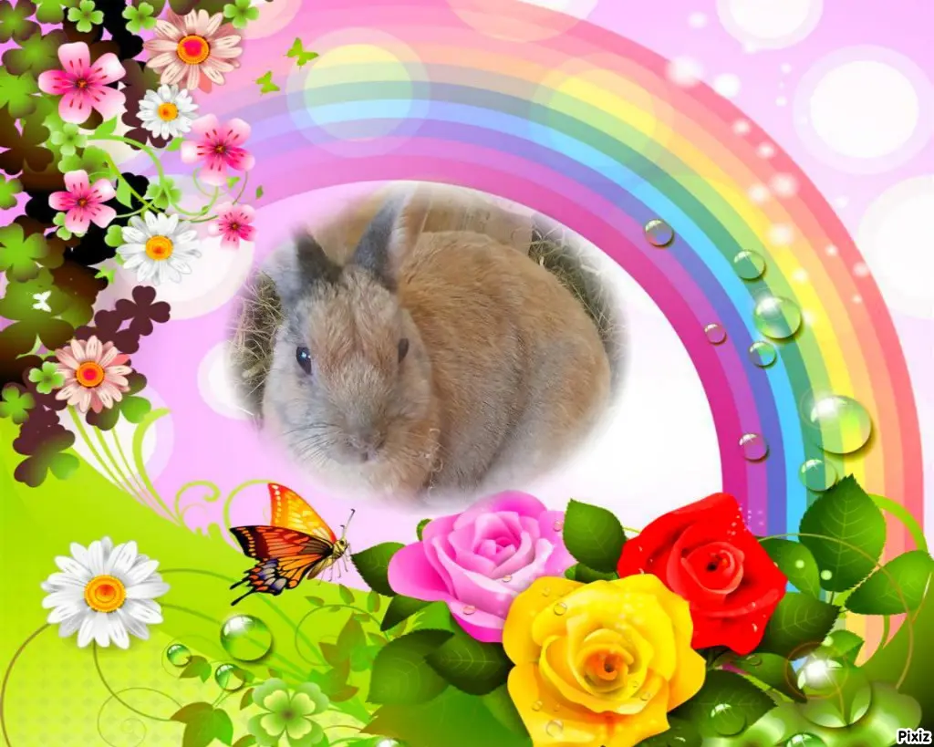 Condolence image of Tanja mit Timmy im Herzen
