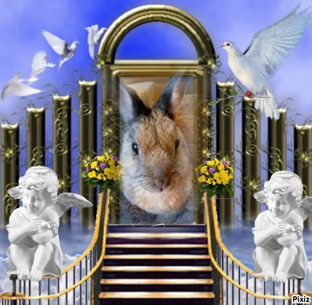 Condolence image of Post von Sternenprinzessin Bunny an ihre liebe Mami Patricia