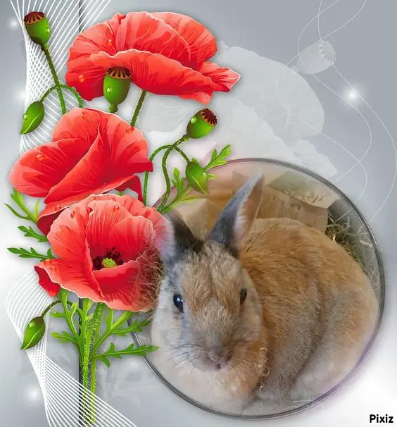 Condolence image of Tanja mit Timmy im Herzen