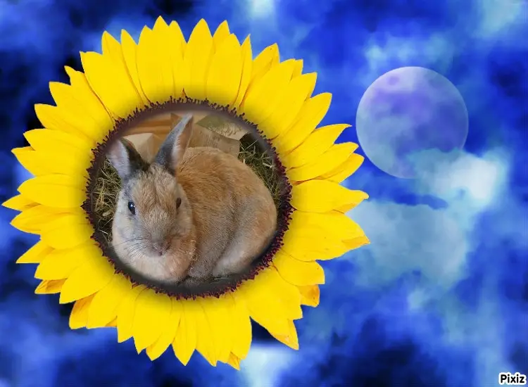 Condolence image of Tanja mit Timmy im Herzen