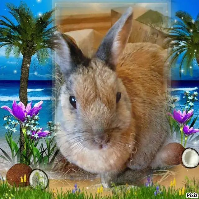 Condolence image of Tanja mit Timmy im Herzen