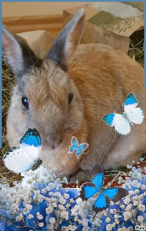 Condolence image of Tanja mit Timmy im Herzen 