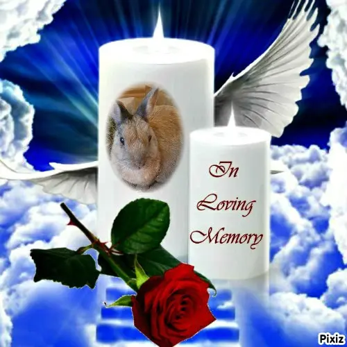 Condolence image of Tanja mit Timmy im Herzen
