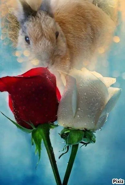 Condolence image of Post von Bunny an ihre liebe Mami Patricia