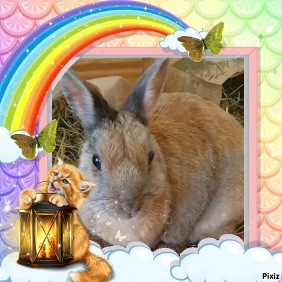 Condolence image of Tanja mit Timmy im Herzen 