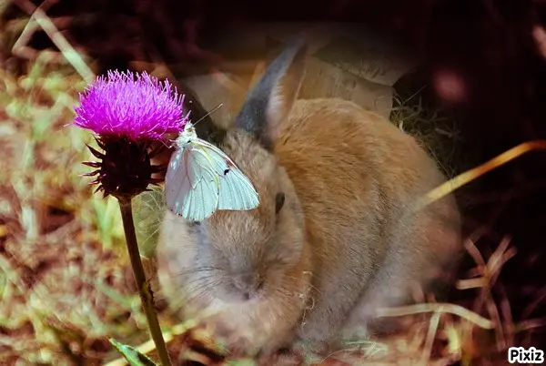 Condolence image of Tanja mit Timmy im Herzen