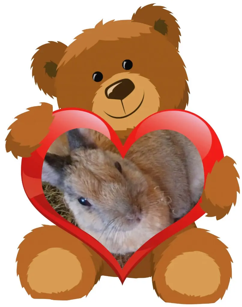 Condolence image of Post von Bunny ♥️