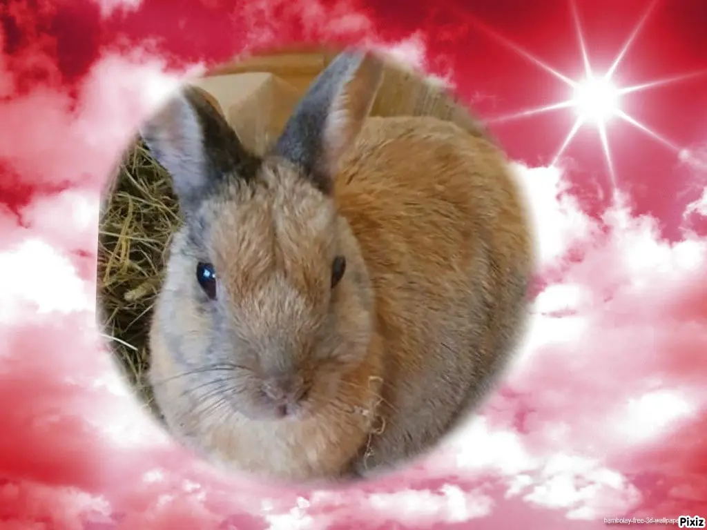 Condolence image of Tanja mit Timmy im Herzen
