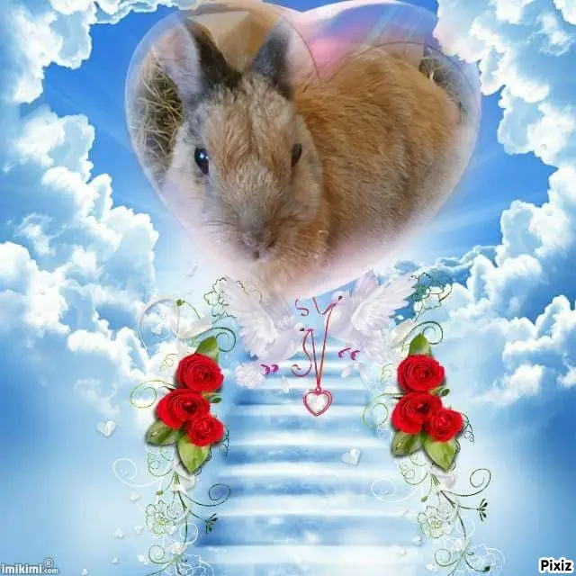 Condolence image of Tanja mit Timmy im Herzen 