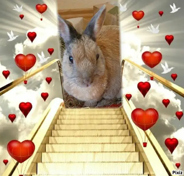 Condolence image of Post von Sternenprinzessin  Bunny an ihre liebe Mami Patricia ❤ 