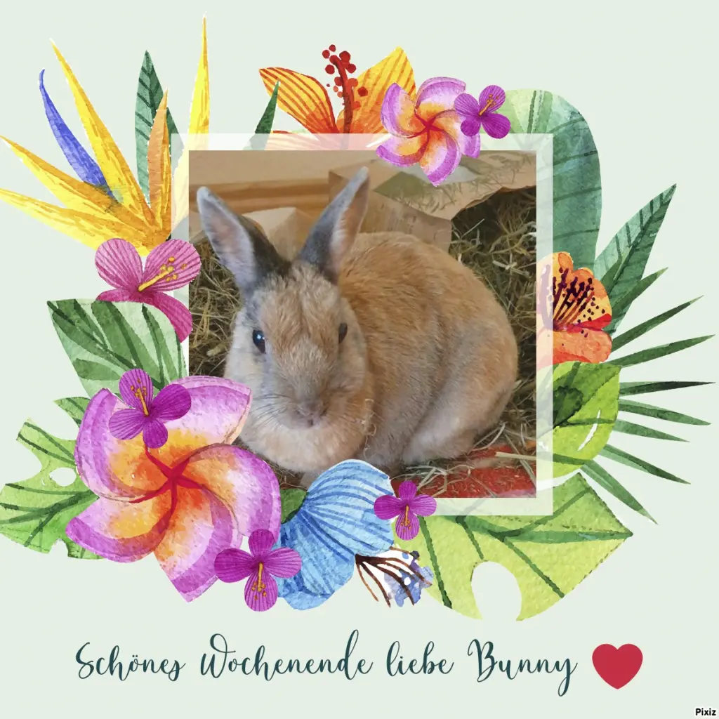 Condolence image of Tanja mit Timmy im Herzen 