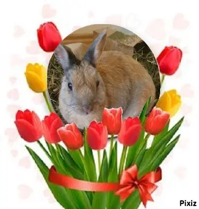 Condolence image of Tanja mit Timmy im Herzen 