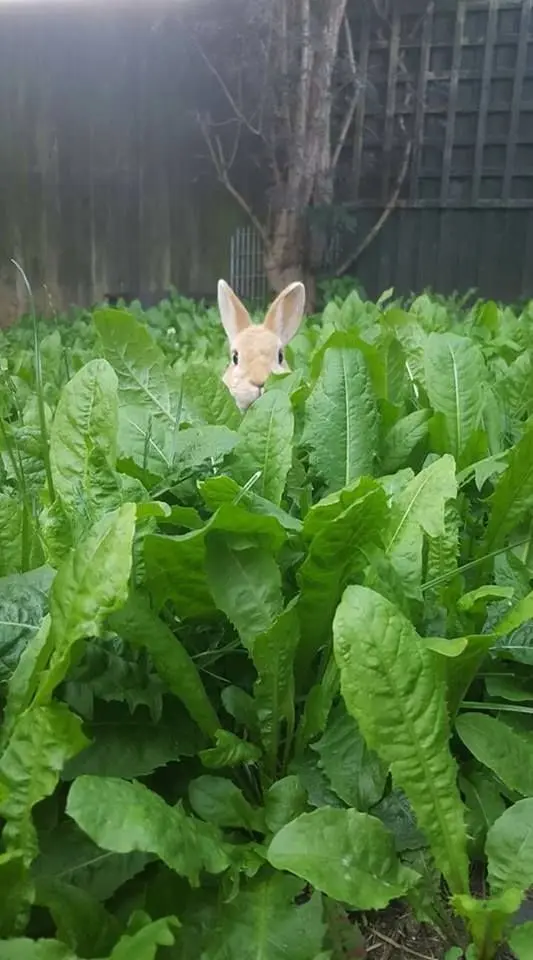 Condolence image of Post von Bunny ♥️
