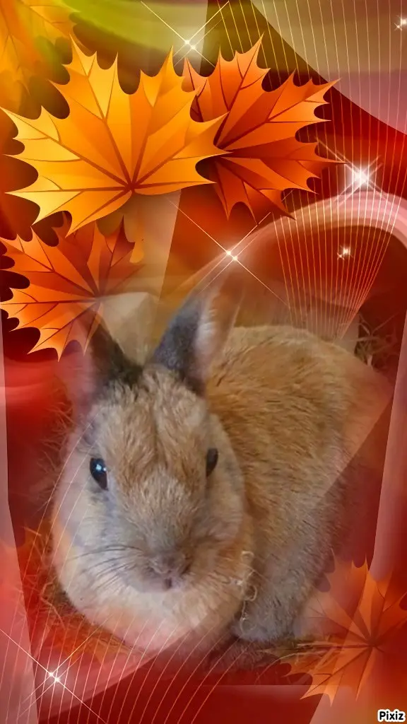 Condolence image of Tanja mit Timmy im Herzen