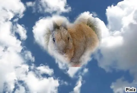 Condolence image of Tanja mit Timmy im Herzen