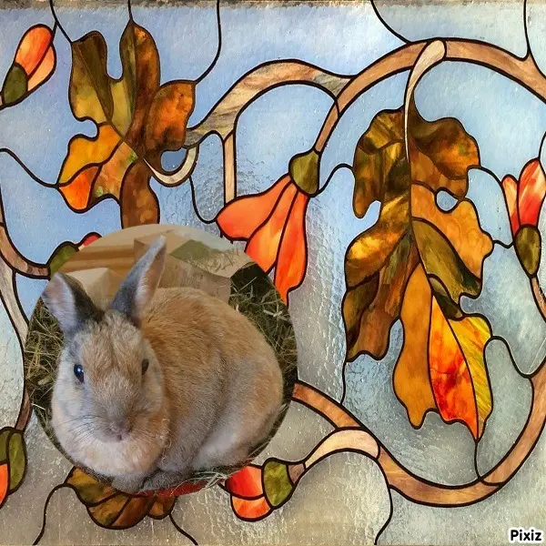 Condolence image of Tanja mit Timmy im Herzen